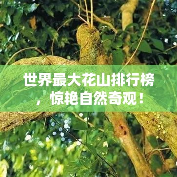 世界最大花山排行榜，惊艳自然奇观！