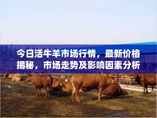 今日活牛羊市场行情，最新价格揭秘，市场走势及影响因素分析
