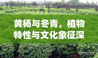 黄杨与冬青，植物特性与文化象征深度解析