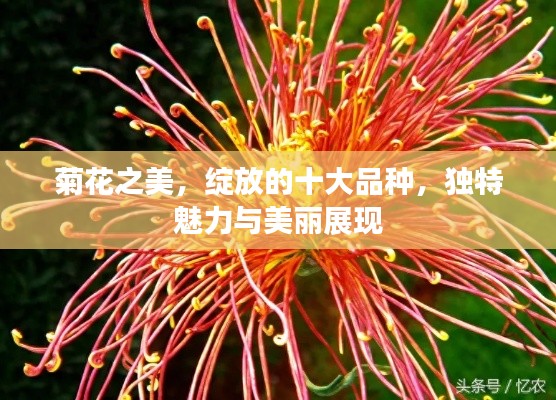 菊花之美，绽放的十大品种，独特魅力与美丽展现