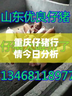 重庆仔猪行情今日分析，最新价格及未来展望