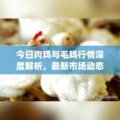 今日肉鸡与毛鸡行情深度解析，最新市场动态一网打尽