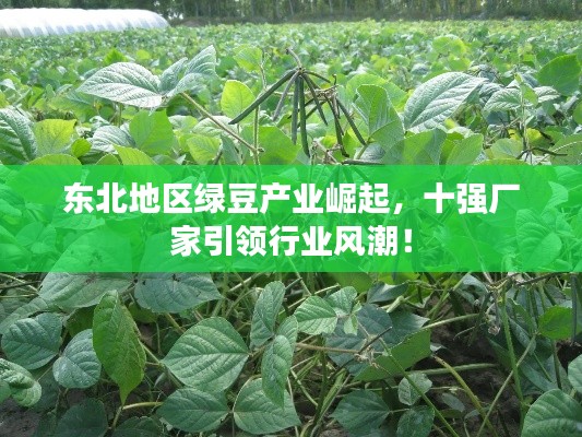 东北地区绿豆产业崛起，十强厂家引领行业风潮！