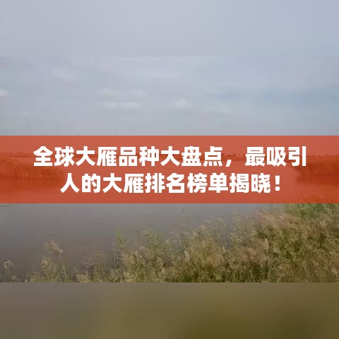 全球大雁品种大盘点，最吸引人的大雁排名榜单揭晓！