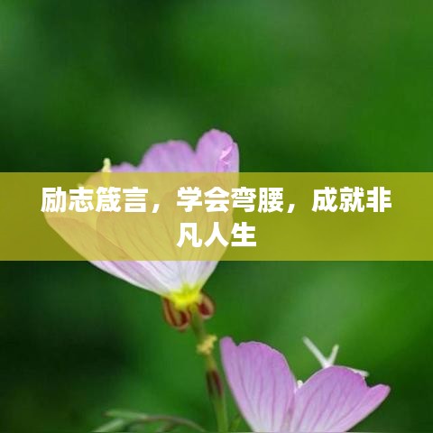 励志箴言，学会弯腰，成就非凡人生