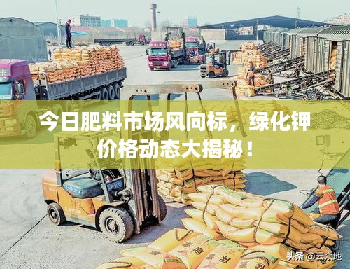今日肥料市场风向标，绿化钾价格动态大揭秘！
