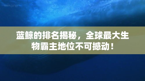 蓝鲸的排名揭秘，全球最大生物霸主地位不可撼动！