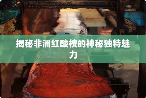 揭秘非洲红酸枝的神秘独特魅力