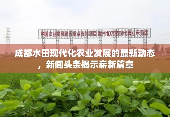 成都水田现代化农业发展的最新动态，新闻头条揭示崭新篇章