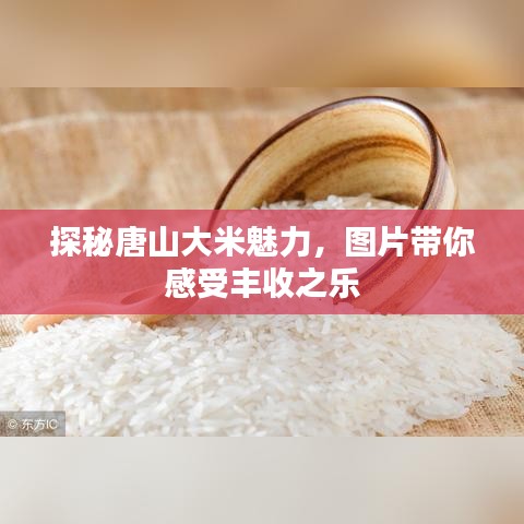 探秘唐山大米魅力，图片带你感受丰收之乐