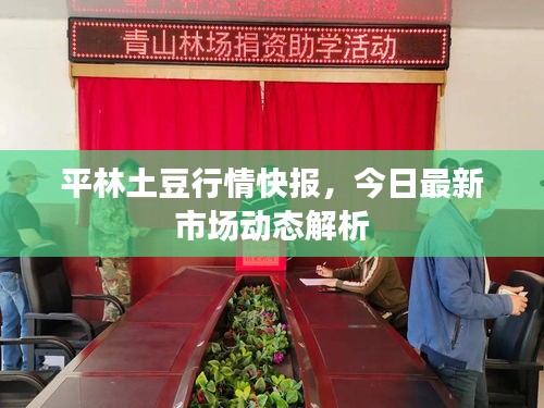 平林土豆行情快报，今日最新市场动态解析