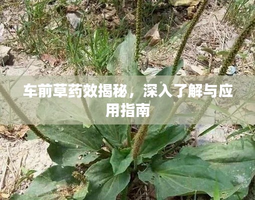 车前草药效揭秘，深入了解与应用指南