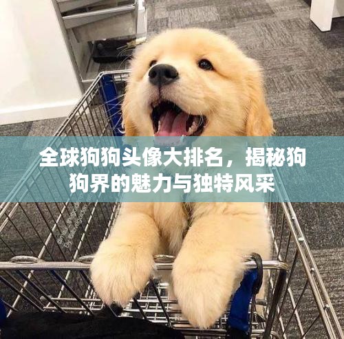 全球狗狗头像大排名，揭秘狗狗界的魅力与独特风采
