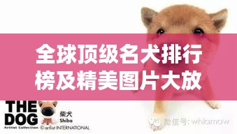 全球顶级名犬排行榜及精美图片大放送