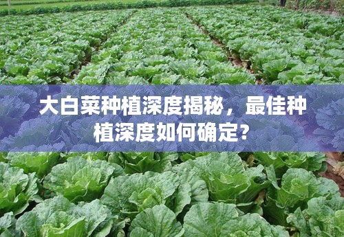 大白菜种植深度揭秘，最佳种植深度如何确定？