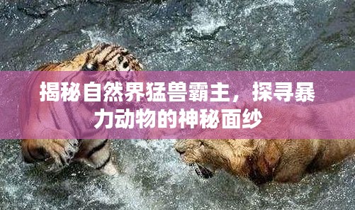 揭秘自然界猛兽霸主，探寻暴力动物的神秘面纱
