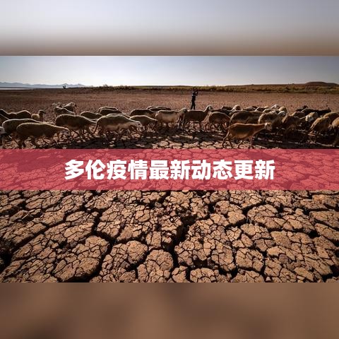 多伦疫情最新动态更新