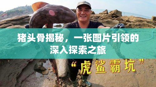 猪头骨揭秘，一张图片引领的深入探索之旅