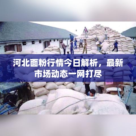 河北面粉行情今日解析，最新市场动态一网打尽