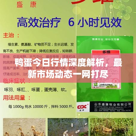 鸭蛋今日行情深度解析，最新市场动态一网打尽