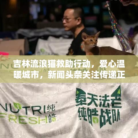 吉林流浪猫救助行动，爱心温暖城市，新闻头条关注传递正能量