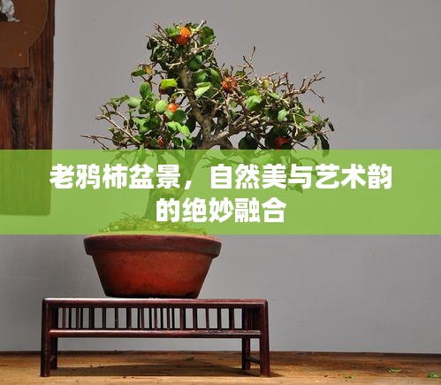 老鸦柿盆景，自然美与艺术韵的绝妙融合