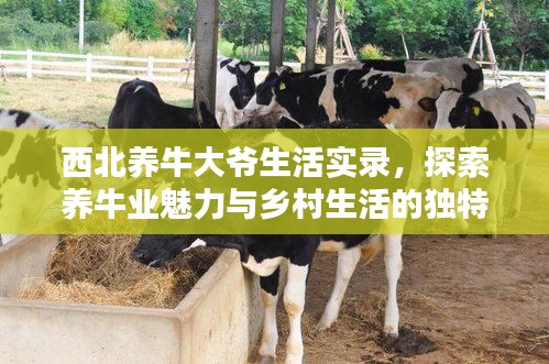 西北养牛大爷生活实录，探索养牛业魅力与乡村生活的独特风情