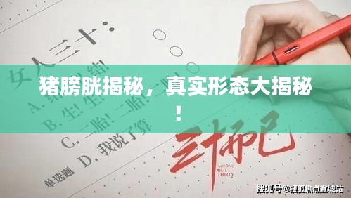 猪膀胱揭秘，真实形态大揭秘！