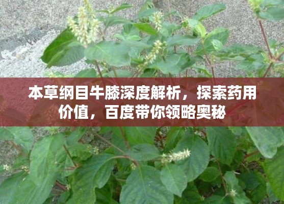 本草纲目牛膝深度解析，探索药用价值，百度带你领略奥秘
