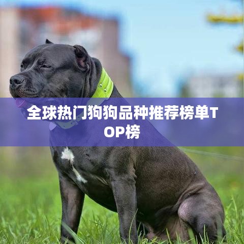 全球热门狗狗品种推荐榜单TOP榜