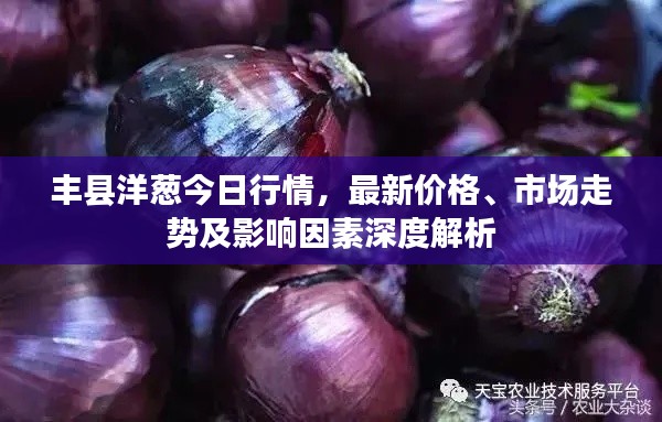丰县洋葱今日行情，最新价格、市场走势及影响因素深度解析