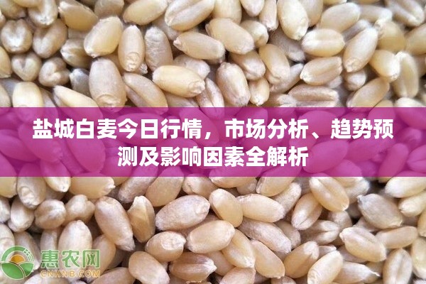 盐城白麦今日行情，市场分析、趋势预测及影响因素全解析
