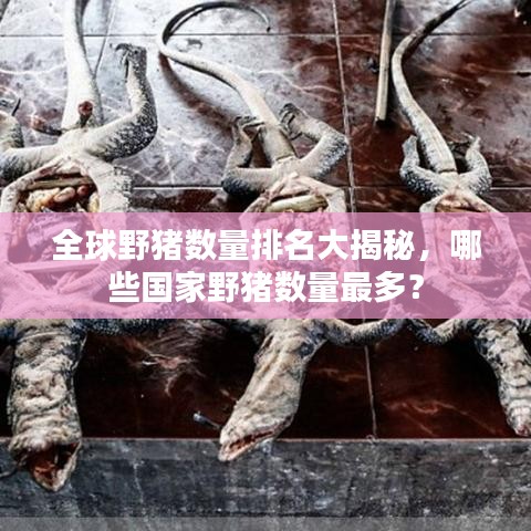 全球野猪数量排名大揭秘，哪些国家野猪数量最多？
