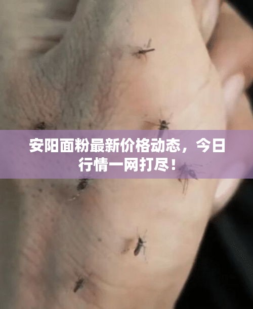 安阳面粉最新价格动态，今日行情一网打尽！