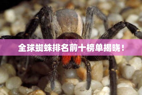 全球蜘蛛排名前十榜单揭晓！