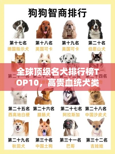 全球顶级名犬排行榜TOP10，高贵血统犬类一览