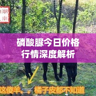 磷酸脲今日价格行情深度解析