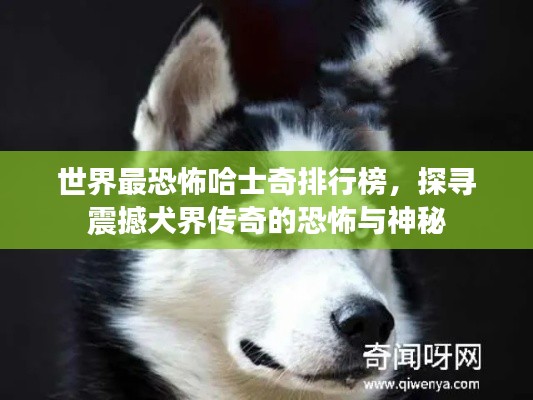世界最恐怖哈士奇排行榜，探寻震撼犬界传奇的恐怖与神秘