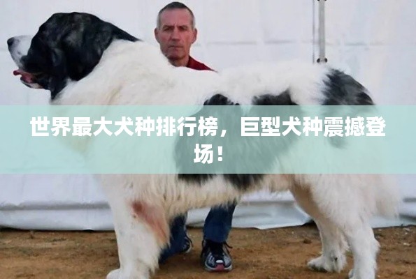 投影仪 第5页