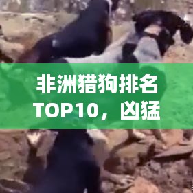 非洲猎狗排名TOP10，凶猛与速度并存！