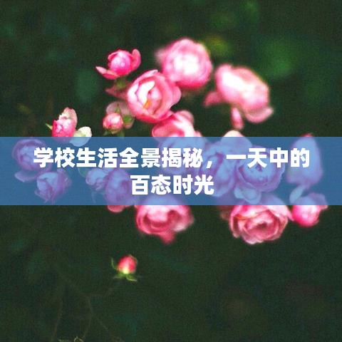 学校生活全景揭秘，一天中的百态时光